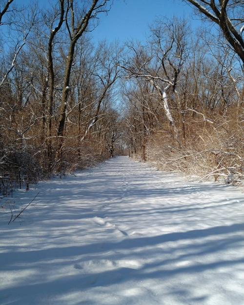 Snowy Trail