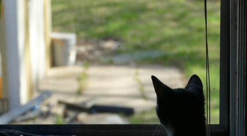 Patches peeks outside